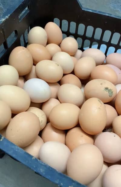 Desi Organic Eggs