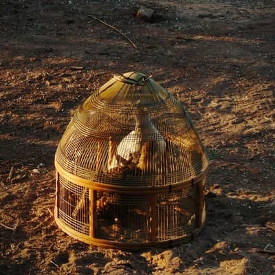 White Teetar Male Breeder And Female brown confirm pair