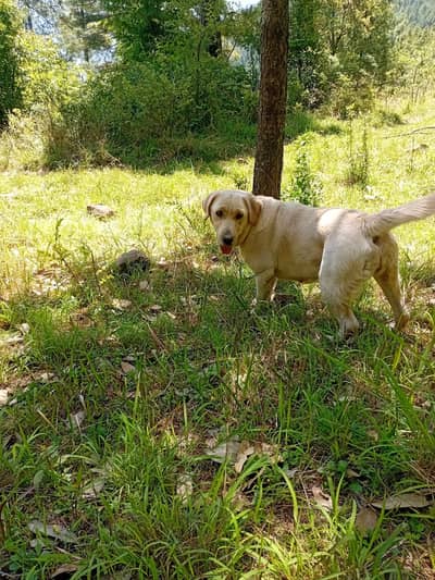 Labrador female for sale
