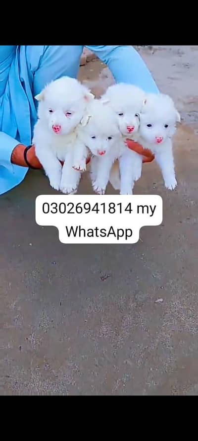Russian dog for sale man or female healthier beautiful