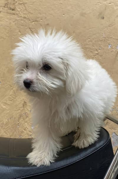 Maltipoo female puppy