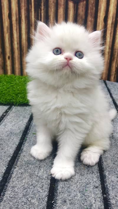 Cash on delivery parshion punch face kitten and cats