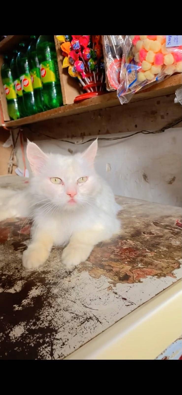 persian cat 2