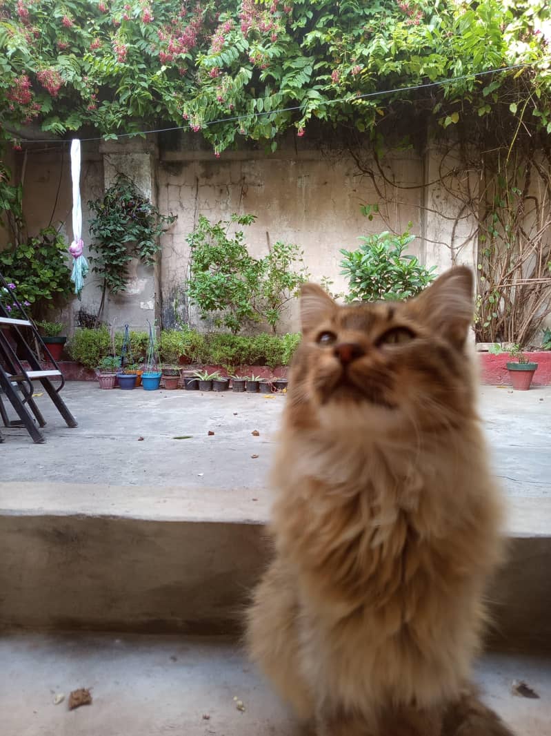 Beautiful Persian Mix - Cats - 1121007723