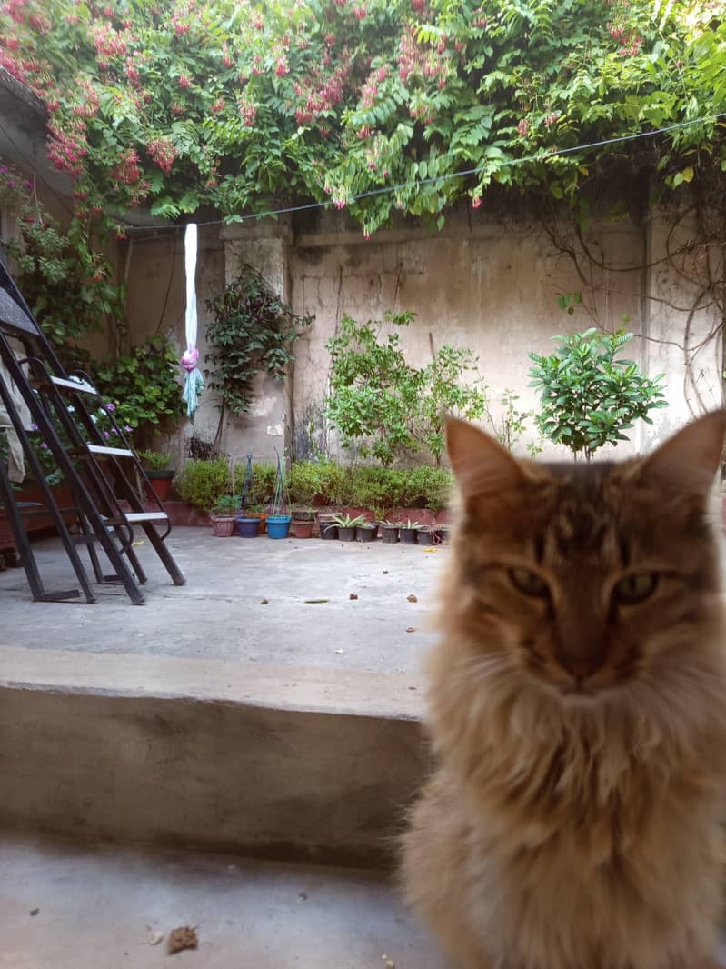 Beautiful Persian Mix - Cats - 1121007723