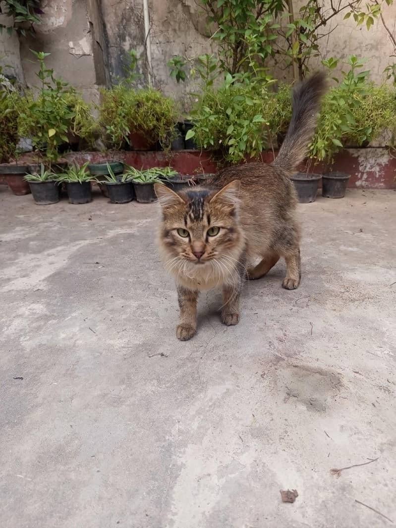 Beautiful Persian Mix - Cats - 1121007723