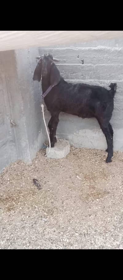 Desi bakra