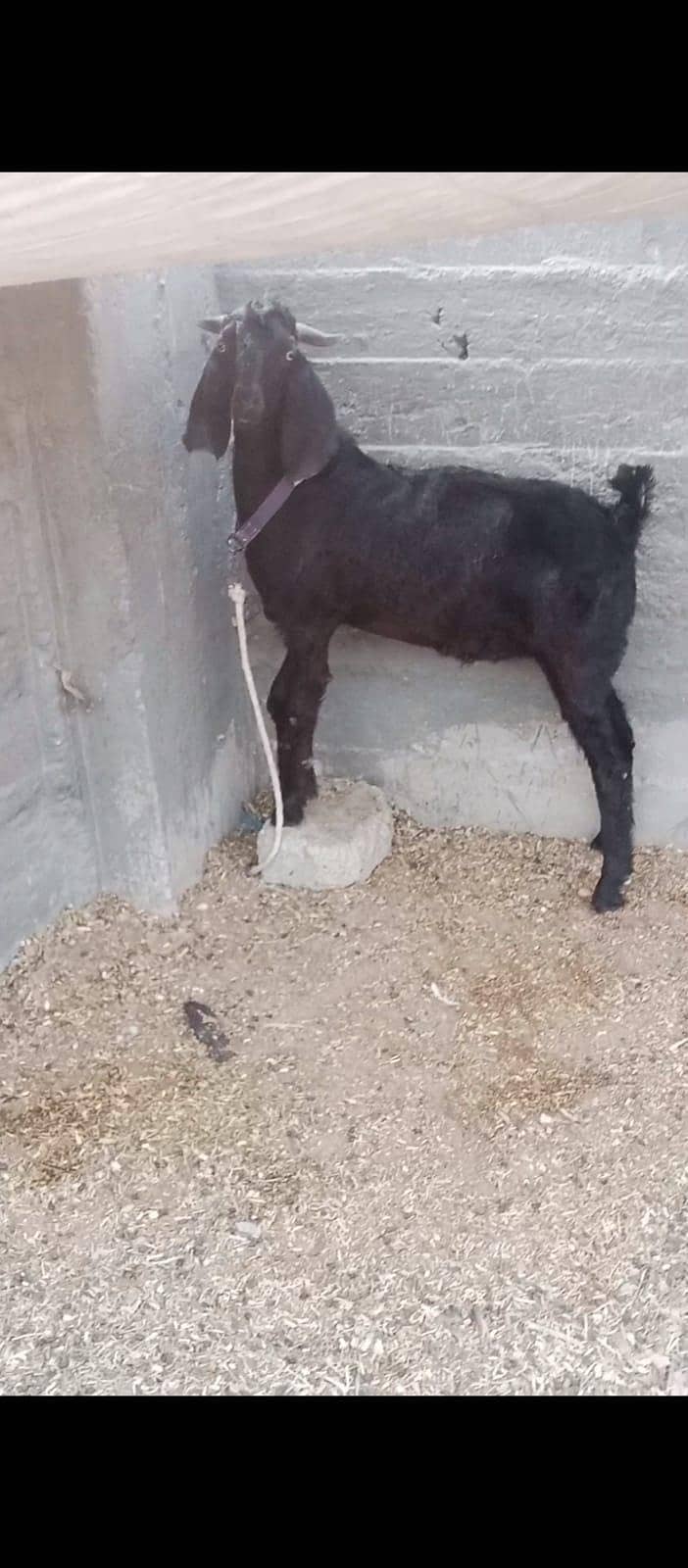 Desi bakra 0