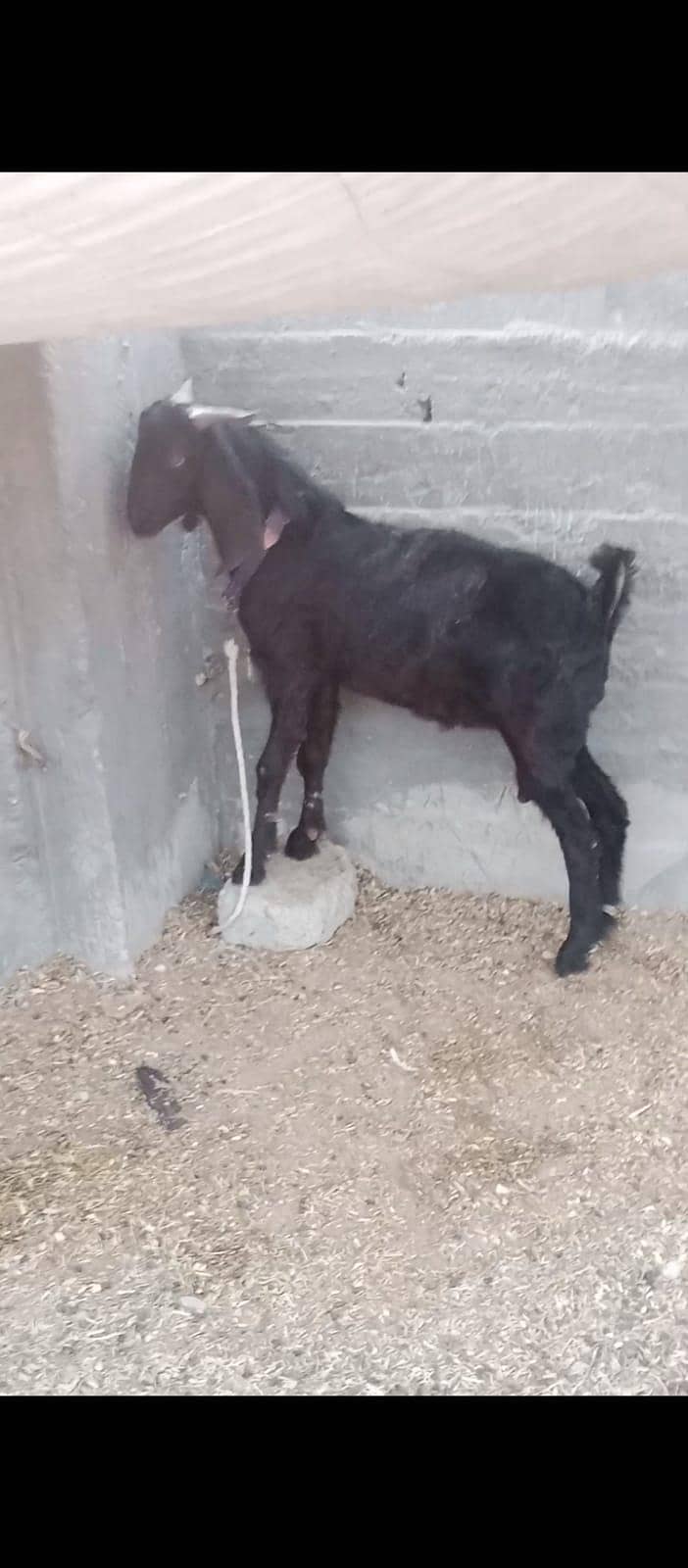 Desi bakra 1