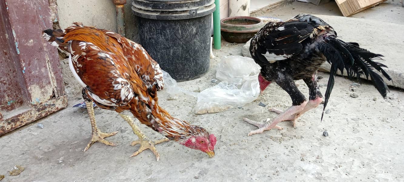 Aseel hens 0
