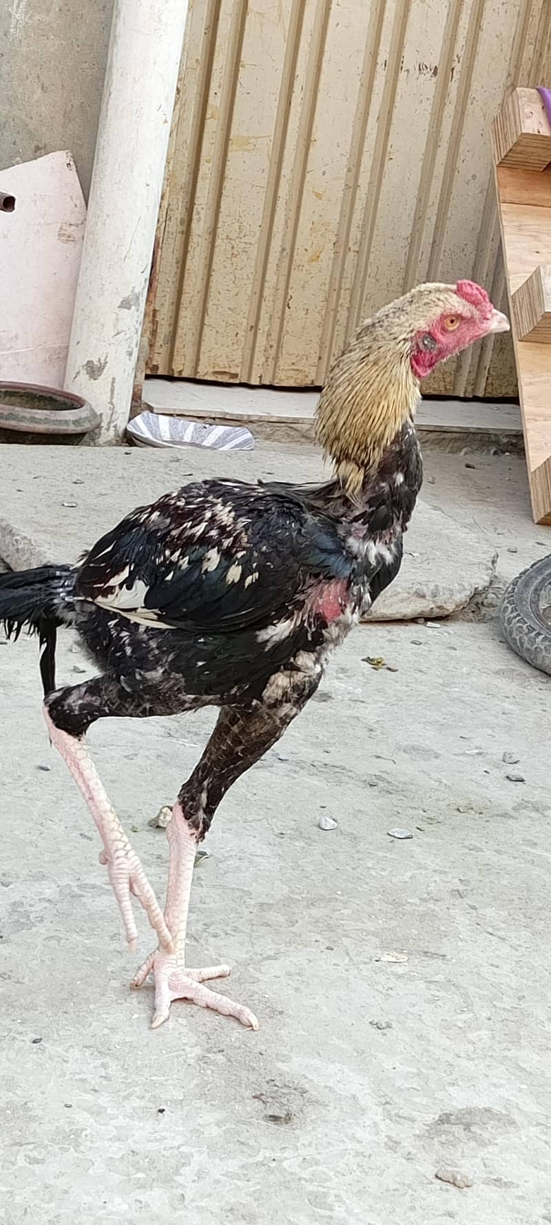 Aseel hens 1