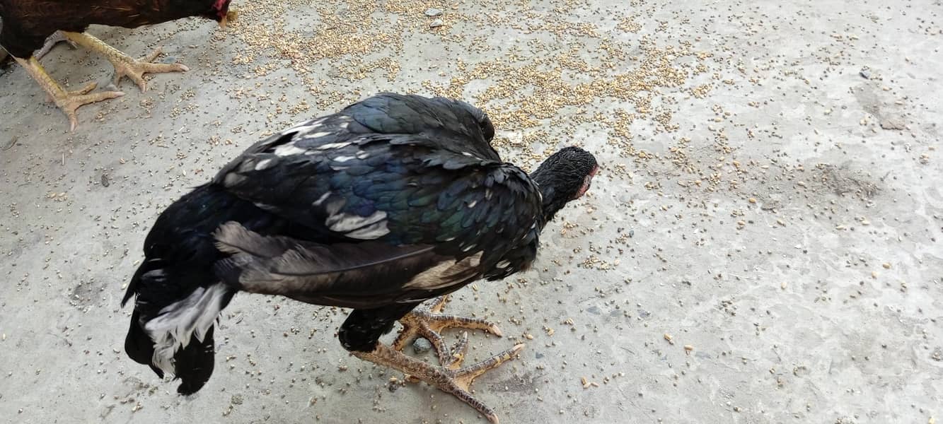 Aseel hens 19