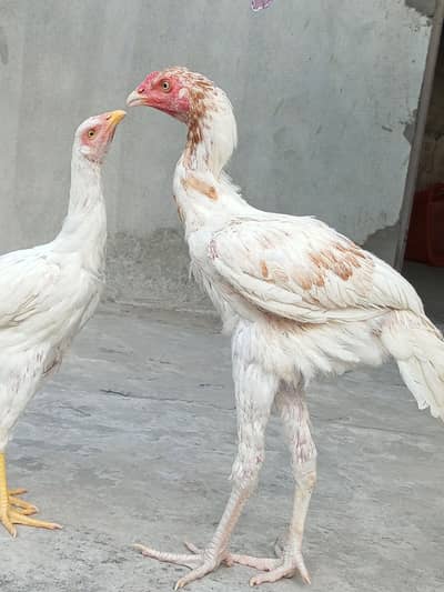 white aseel