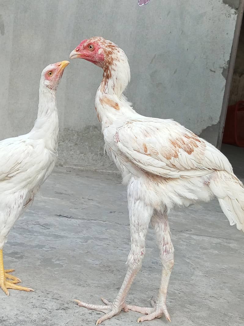 white aseel 0