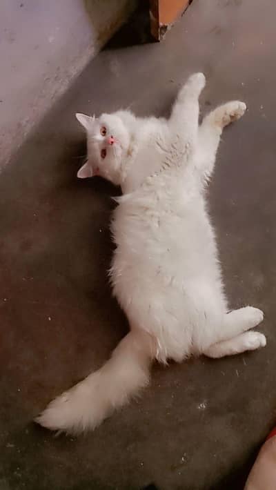 active playful loving caring litter train dew0rming d0ne