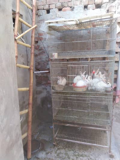 rabbits with cage