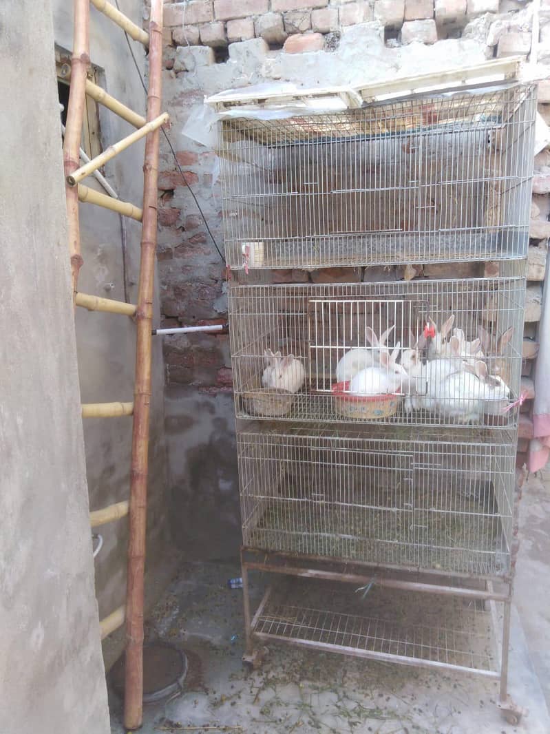 rabbits with cage - Rabbits - 1121007837