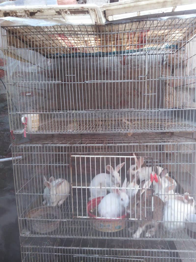 rabbits with cage - Rabbits - 1121007837