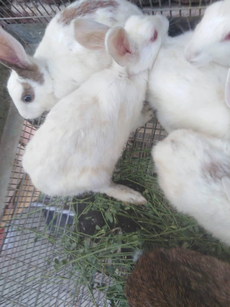 rabbits with cage - Rabbits - 1121007837