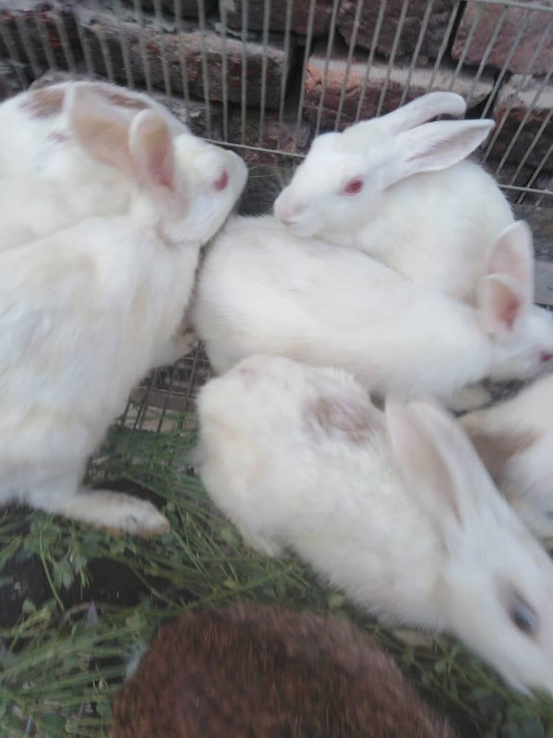 rabbits with cage - Rabbits - 1121007837