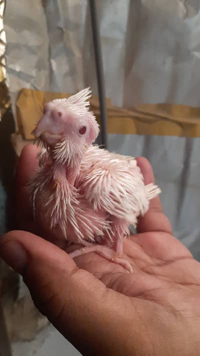 Eno cocktail chick handfeed