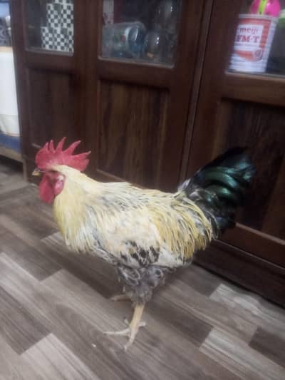 Desi misri Murgha