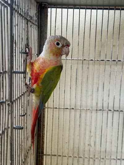 Conure Pineapple DNA Tested Male Breeder Big Size DNA Card Available