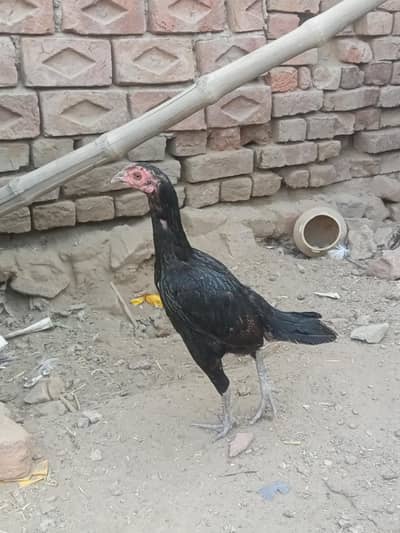 2 aseel murghia for sale hai