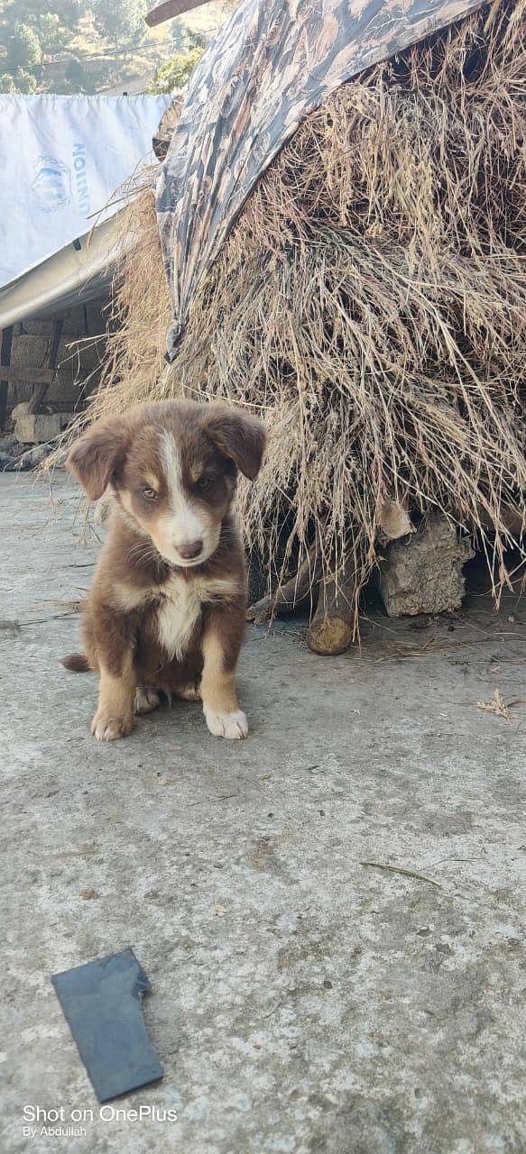 Australian shepherd 0