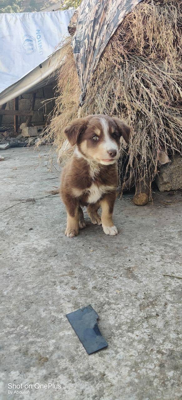 Australian shepherd 1