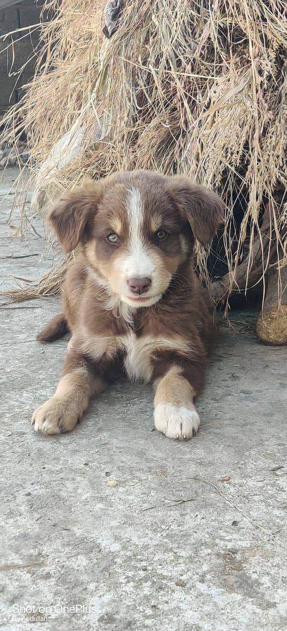 Australian shepherd 4