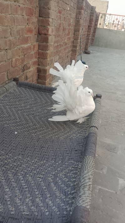 American Fantail Pair For sale