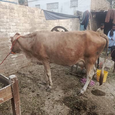 گائے فار سیل cow for sale