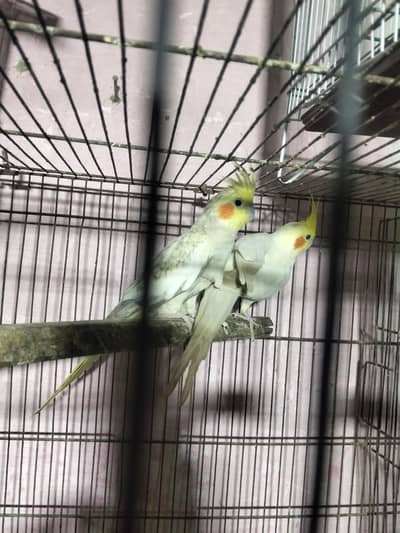 grey fast breed pair available