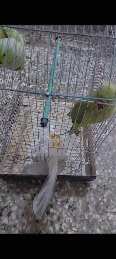 Talking parrots