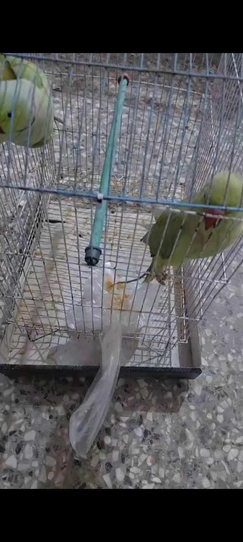 Talking parrots 0