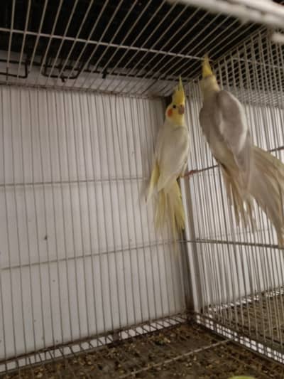13 pair ready loaded pair fellow common white Eno and pieds cages