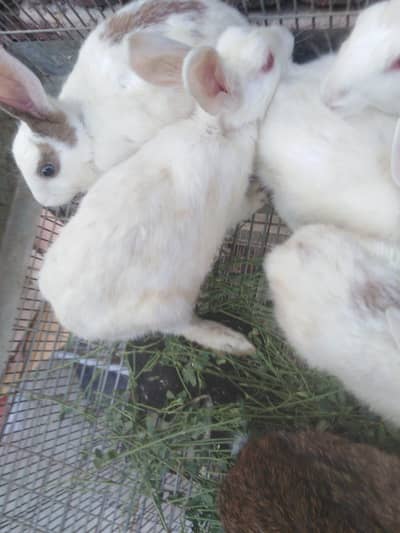 rabbits for sale