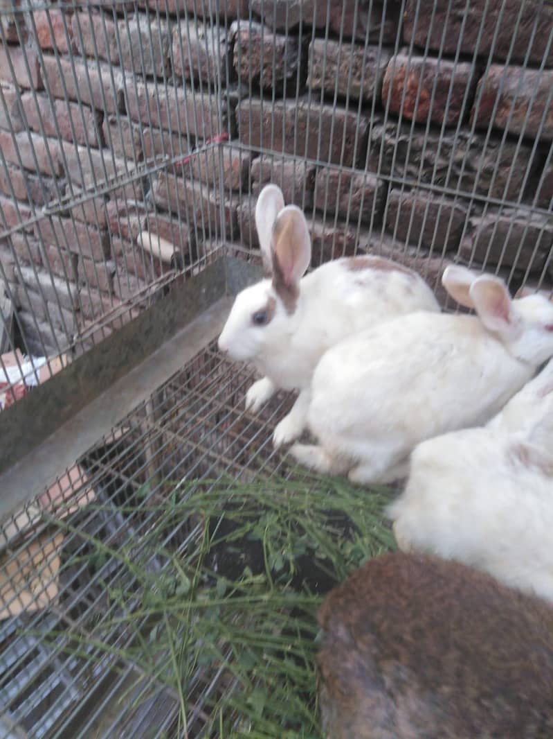 rabbits for sale - Rabbits - 1121008256