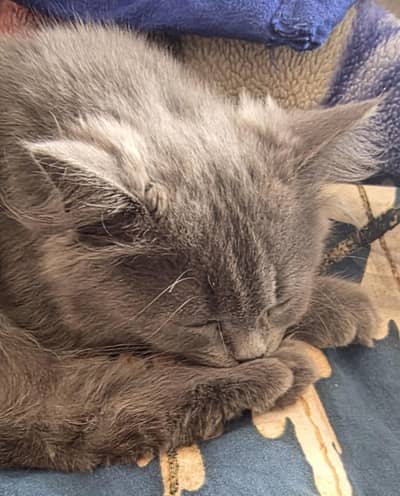Urgent Sale- Long Hair Gray Kitten