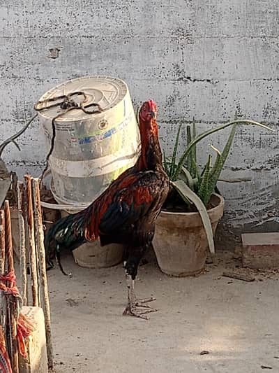 Thai murga or muskhi murgi pair top quality 03182252554