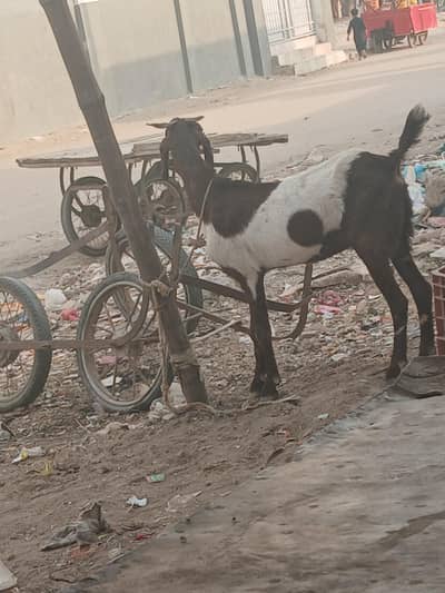 dodh deti hai 4 dant hai