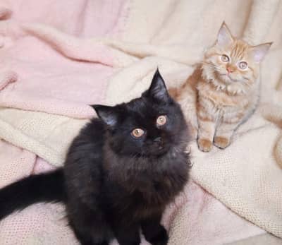 pure persian kittens pair available home breed. . .