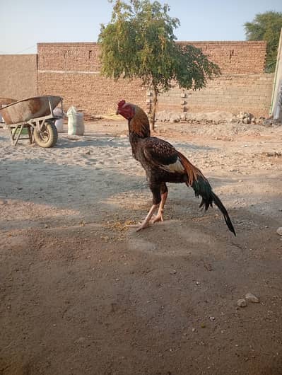 aseel murga