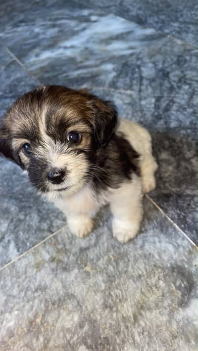 Cute puppy for sale