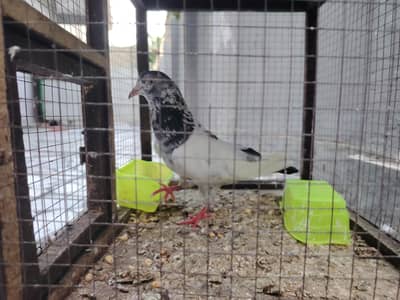 pigeon