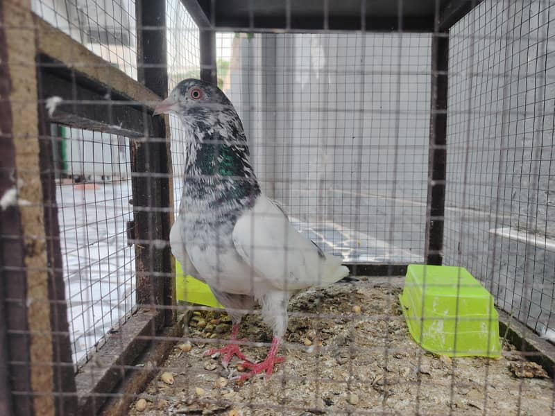pigeon 1