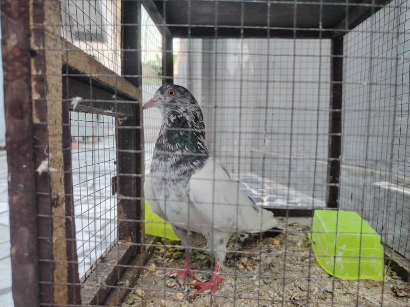 pigeon 4