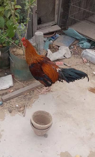 2 Murghay for sale