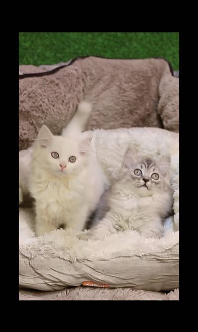 Persia cat kitten pair /punch bloodline cat/ Persian cat